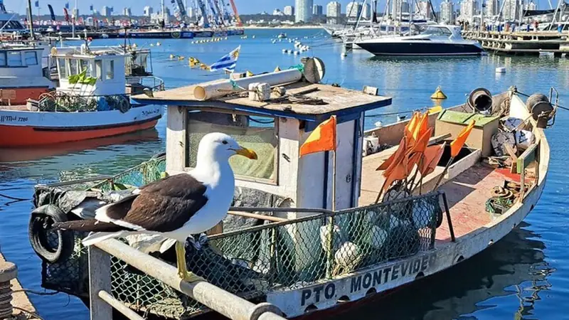 Tour privado por Punta del Este